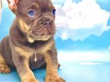 Blue Tan Erkek French Bulldog
