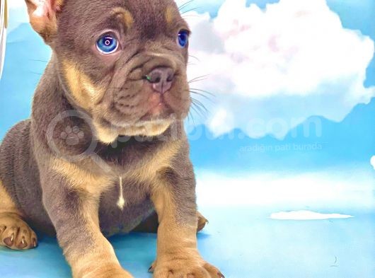 Blue Tan Erkek French Bulldog görsel