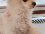 Aşılı Ve Çipi Takılı Pomeranian