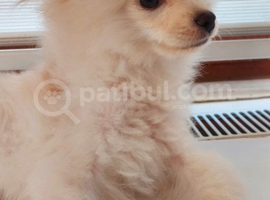 Aşılı Ve Çipi Takılı Pomeranian görsel