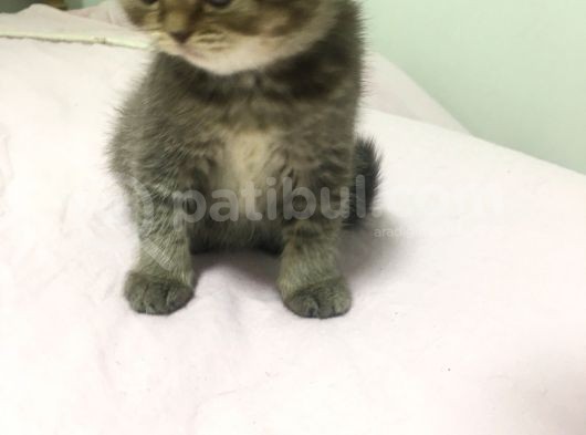 Sütlü Kahvem görsel