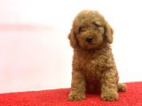 Çeşi̇t Çeşi̇t Di̇şi̇ Erkek Poodle Bebekler A Kali̇te