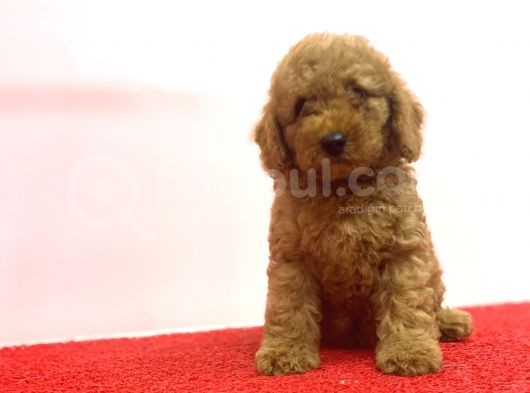 Çeşi̇t Çeşi̇t Di̇şi̇ Erkek Poodle Bebekler A Kali̇te görsel