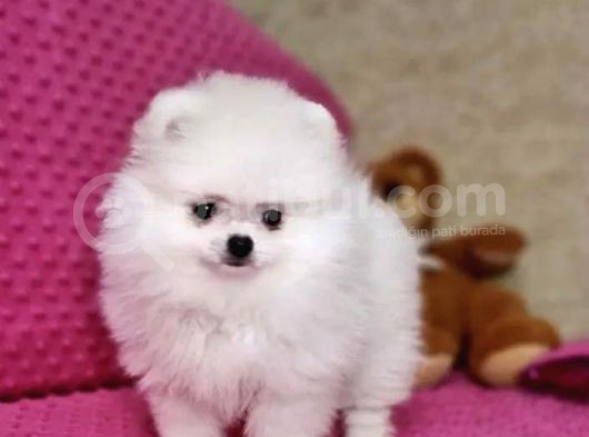 Pamuk Pomeranian Boo Yavrusu