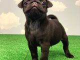 Üst Kali̇te Si̇yah Erkek Pug Yavrulari
