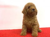 ÇEŞİT ÇEŞİT DİŞİ ERKEK POODLE BEBEKLER A KALİTE