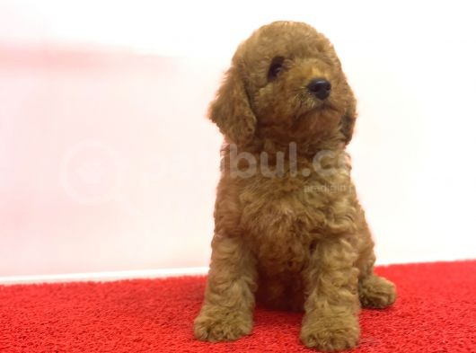 Çeşi̇t Çeşi̇t Di̇şi̇ Erkek Poodle Bebekler A Kali̇te