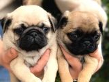 PUG MOPS YAVRULARIMIZ YENİ AİLESİNE KAVUŞMAYA HAZIR