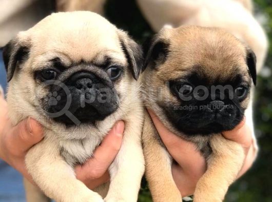 Pug Mops Yavrularimiz Yeni̇ Ai̇lesi̇ne Kavuşmaya Hazir