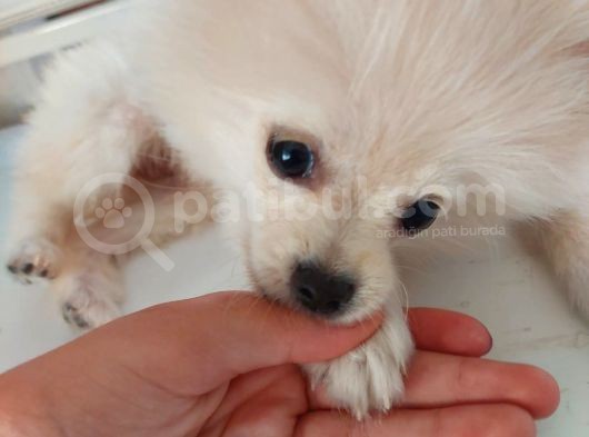 Aşılı Ve Çipi Takılı Pomeranian görsel