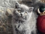 AYI SURAT BRİTİSH SHORTHAİR YAVRULAR