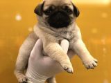 Pug Mops Yavrularimiz Tesli̇me Hazir