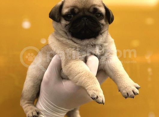 Pug Mops Yavrularimiz Tesli̇me Hazir görsel