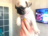 Irk Ve Sağlık Garantili Pug Yavrularım