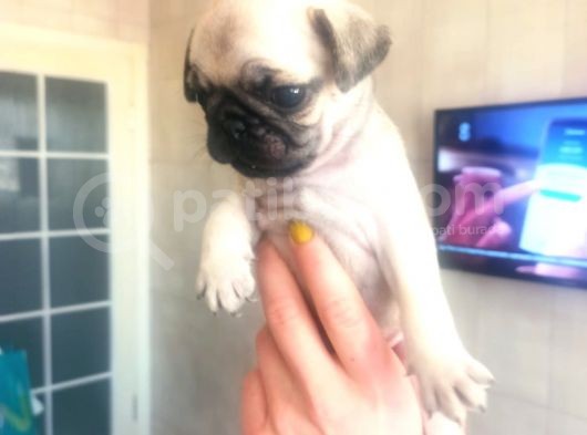 Irk Ve Sağlık Garantili Pug Yavrularım görsel