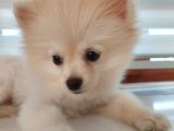 Aşılı ve çipi takılı Pomeranian