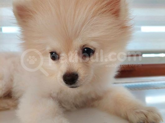 Aşılı Ve Çipi Takılı Pomeranian