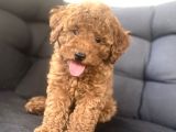 MUHTEŞEM KALİTE TOY POODLE BEBEKLER