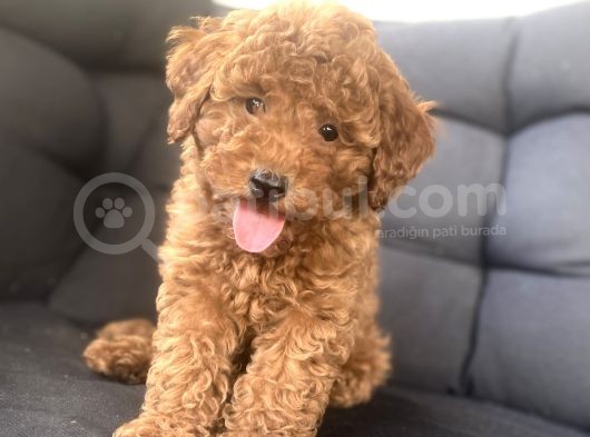 Muhteşem Kali̇te Toy Poodle Bebekler