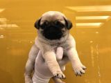 PUG MOPS YAVRULARIMIZ TESLİME HAZIR