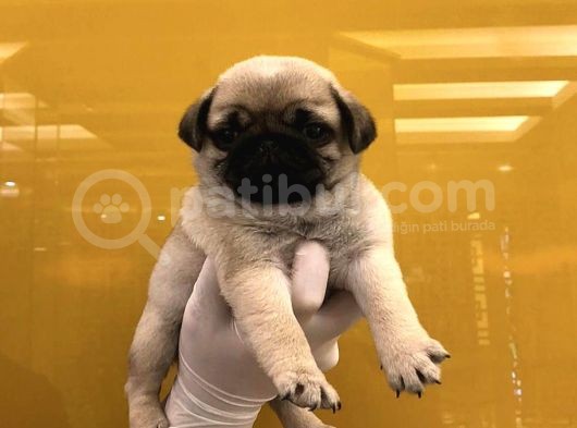 Pug Mops Yavrularimiz Tesli̇me Hazir
