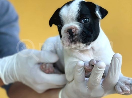 Orijinal French Bulldog Yavrular görsel
