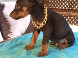 Irk Ve Sağlık Garantili Doberman Bebeklerimiz