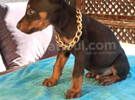 Irk Ve Sağlık Garantili Doberman Bebeklerimiz görsel