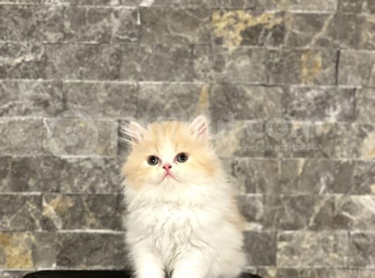 Eşsi̇z Tüy Yapisina Sahi̇p İran Persi̇an Yavrularim görsel