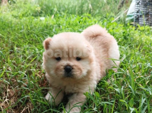 Chow Chow/ Çin Aslanı Yavrular görsel