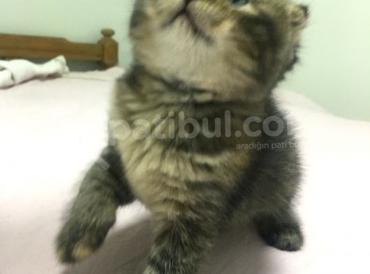 Fındığımın Fındığı görsel
