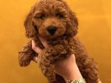 EŞSİZ TÜY YAPISINA SAHİP TOY POODLE YAVRULARIM