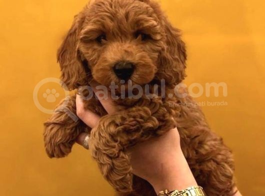 Eşsi̇z Tüy Yapisina Sahi̇p Toy Poodle Yavrularim