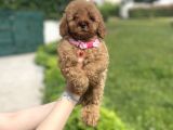 DİŞİ BEBEK SURATLI POODLE YAVRUMUZ