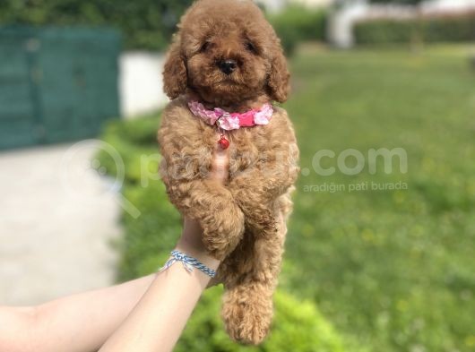 Di̇şi̇ Bebek Suratli Poodle Yavrumuz