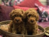 RED BROWN TOY POODLE YAVRULARIM