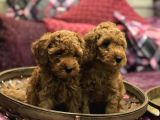 Red Brown Toy Poodle Yavrularim