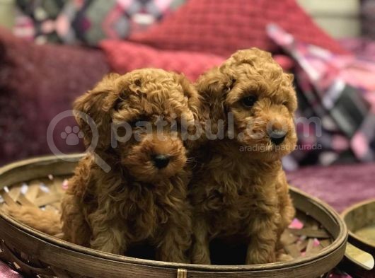 Red Brown Toy Poodle Yavrularim görsel