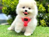 Ayicik Suratli Pomerani̇an Boo Yavrular