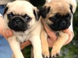 Pug Mops Yavrularimiz Yeni̇ Ai̇lesi̇ne Kavuşmaya Hazir