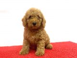 Çeşi̇t Çeşi̇t Di̇şi̇ Erkek Poodle Bebekler A Kali̇te