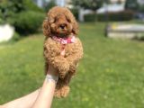 Di̇şi̇ Bebek Suratli Poodle Yavrumuz