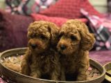 Red Brown Toy Poodle Yavrularim