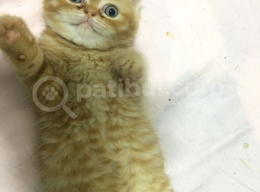 Badem Şekerim görsel