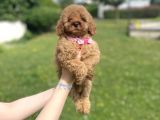 Di̇şi̇ Bebek Suratli Poodle Yavrumuz