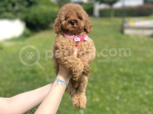 Di̇şi̇ Bebek Suratli Poodle Yavrumuz görsel