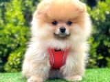 Safkan Pomerani̇an Boo Yavrular