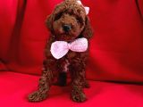 Kalitenin adresi  poodle