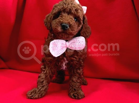 Kalitenin Adresi  Poodle