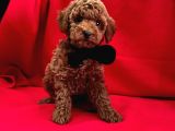Kalitenin Adresi  Poodle